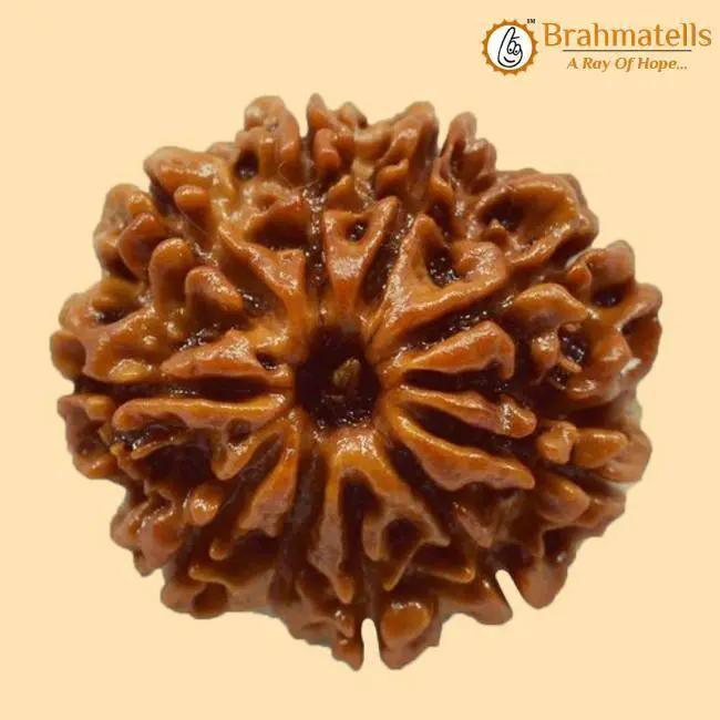 10 Mukhi Rudraksha Bead - Harness Lord Vishnu's Power | Brahmatells by Brahmatells