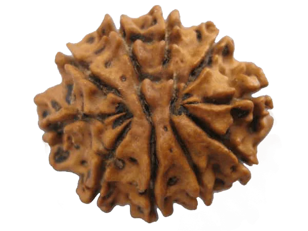 10 Mukhi Rudraksha Bead - Harness Lord Vishnu's Power | Brahmatells by Brahmatells