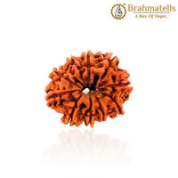 10 Mukhi Rudraksha Bead - Harness Lord Vishnu's Power | Brahmatells by Brahmatells