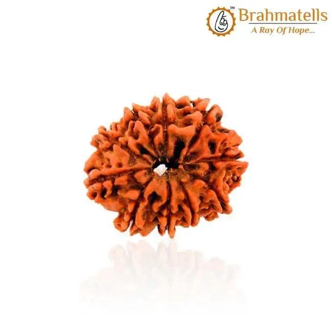10 Mukhi Rudraksha Bead - Harness Lord Vishnu's Power | Brahmatells by Brahmatells