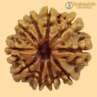 10 Mukhi Rudraksha Java - Divine Protection of Lord Vishnu | Brahmatells Store by Brahmatells