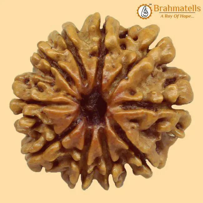 10 Mukhi Rudraksha Java - Divine Protection of Lord Vishnu | Brahmatells Store by Brahmatells