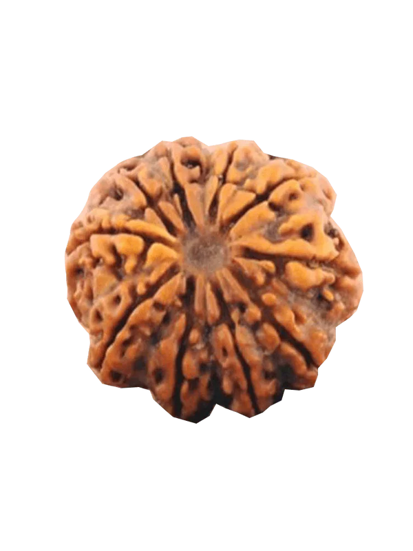 10 Mukhi Rudraksha Pendant - Embrace Lord Vishnu's Protective Essence | Brahmatells - BrahmatellsStore