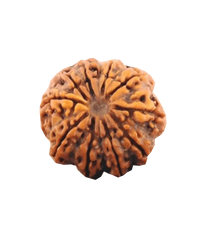 10 Mukhi Rudraksha Pendant - Embrace Lord Vishnu's Protective Essence | Brahmatells by Brahmatells