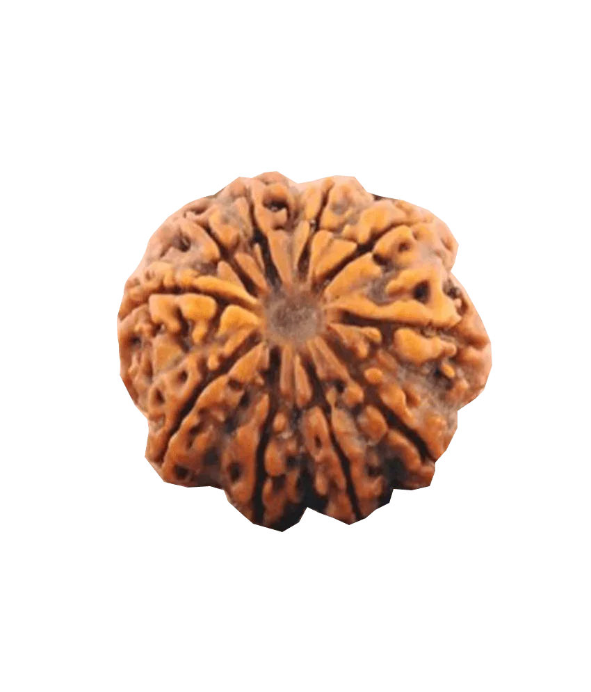 10 Mukhi Rudraksha Pendant - Embrace Lord Vishnu's Protective Essence | Brahmatells by Brahmatells