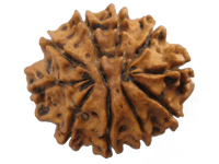 10 Mukhi Rudraksha Pendant - Embrace Lord Vishnu's Protective Essence | Brahmatells by Brahmatells