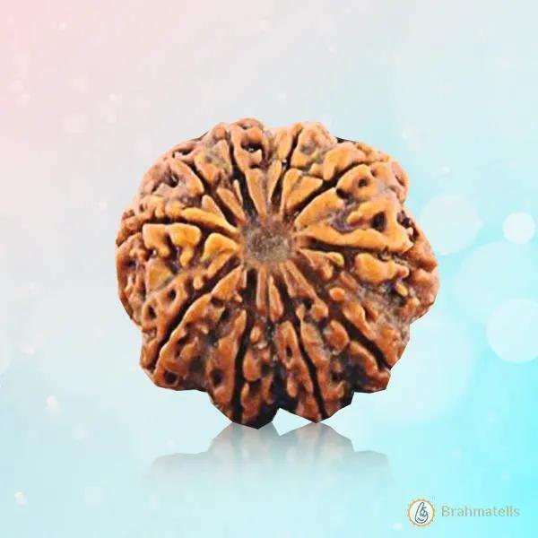 10 Mukhi Rudraksha Pendant - Embrace Lord Vishnu's Protective Essence | Brahmatells by Brahmatells