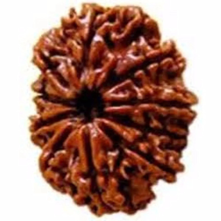 10 Mukhi Rudraksha Pendant: Embrace the Shield of Lord Vishnu | Brahmatells by Brahmatells