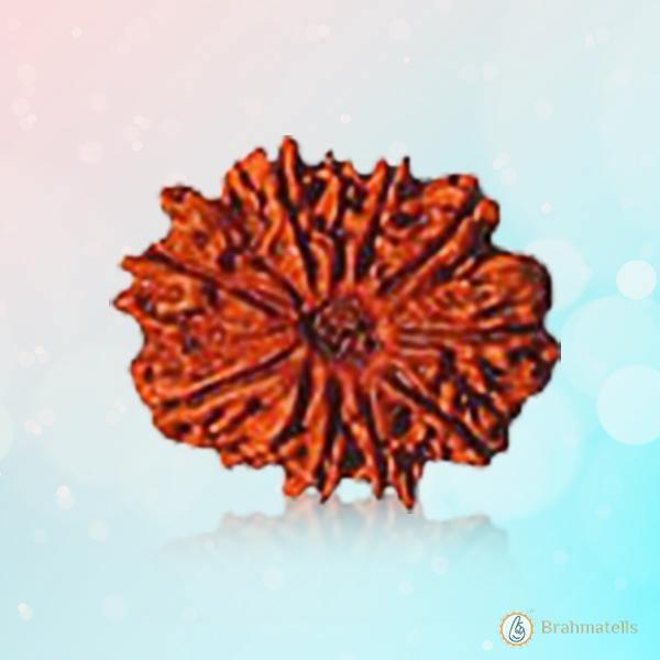 10 Mukhi Rudraksha Pendant: Embrace the Shield of Lord Vishnu | Brahmatells by Brahmatells