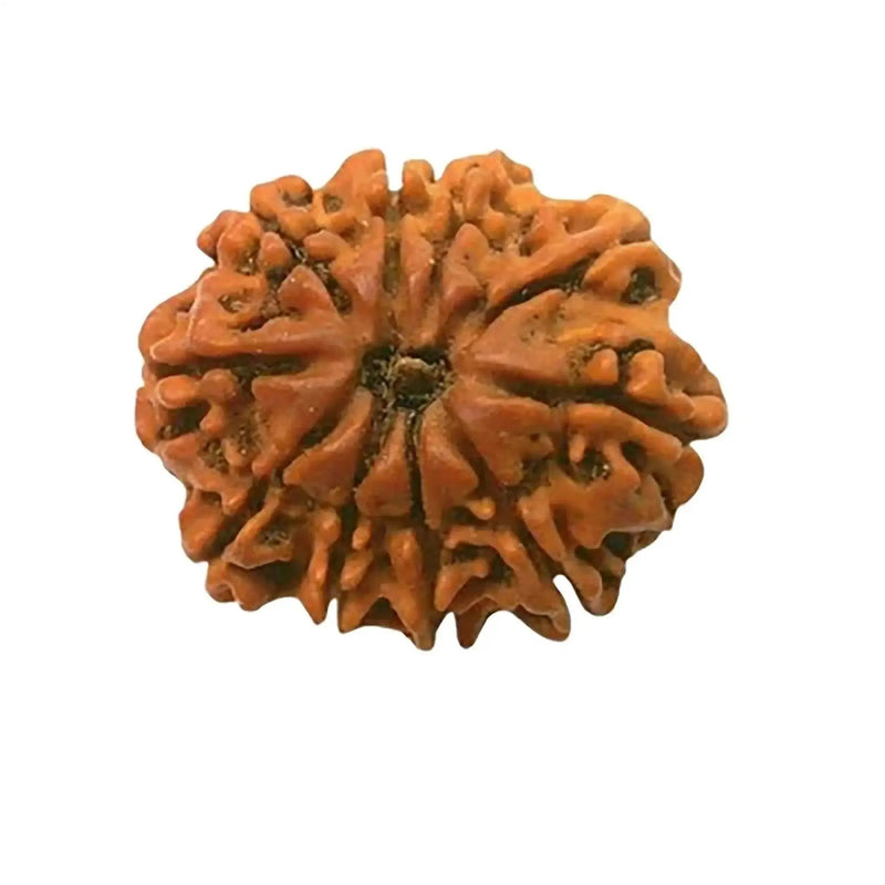 10 Mukhi Rudraksha Silver Cap Pendant - Divine Shield of Lord Vishnu | Brahmatells by Brahmatells