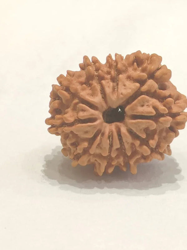 10 Mukhi Rudraksha Bead - Harness Lord Vishnu's Power | Brahmatells