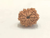 10 Mukhi Rudraksha Bead - Harness Lord Vishnu's Power | Brahmatells by Brahmatells