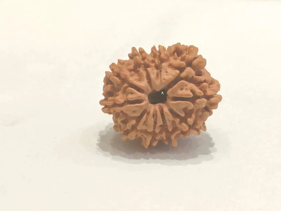10 Mukhi Rudraksha Bead - Harness Lord Vishnu's Power | Brahmatells by Brahmatells