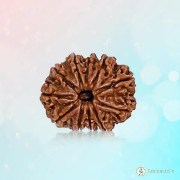 11 Mukhi Dark-Brown Rudraksha Pendant: Spiritual Empowerment & Protection | Brahmatells by Brahmatells