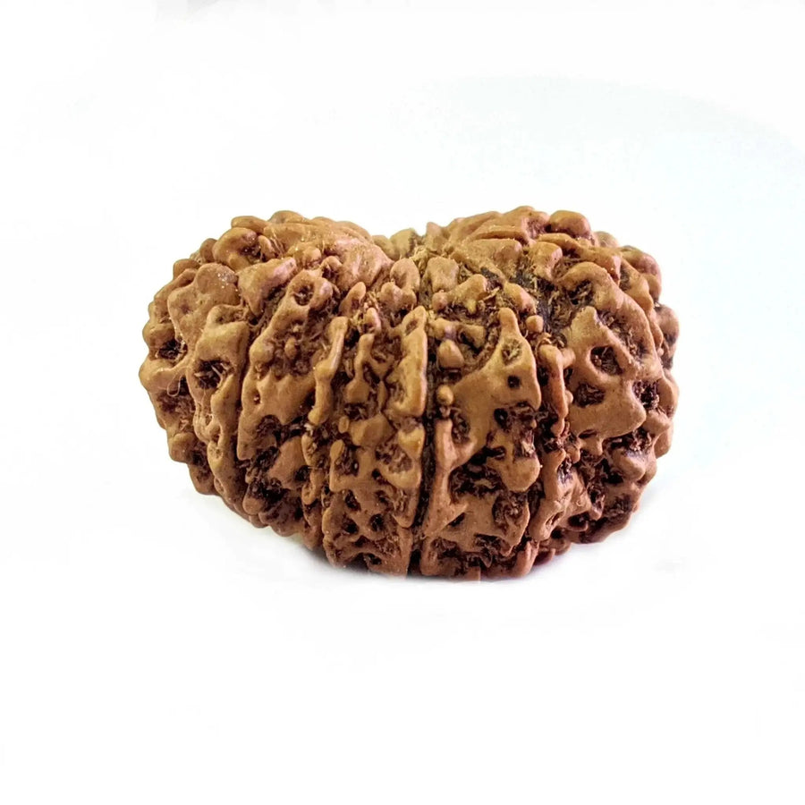 11 Mukhi Light-Brown Rudraksha Pendant: Spiritual Empowerment & Protection | Brahmatells by Brahmatells