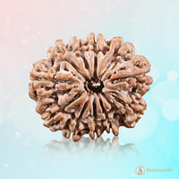 11 Mukhi Light-Brown Rudraksha Pendant: Spiritual Empowerment & Protection | Brahmatells by Brahmatells