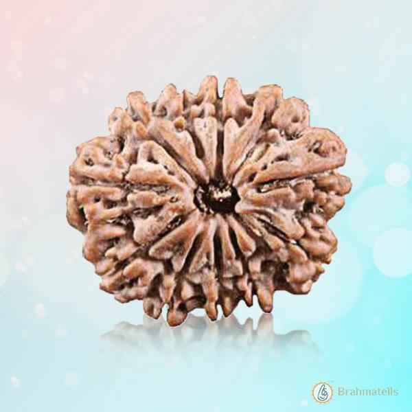 11 Mukhi Light-Brown Rudraksha Pendant: Spiritual Empowerment & Protection | Brahmatells by Brahmatells