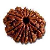 11 Mukhi Rudraksha Java - Harness Ekadasha Rudra's Power | Brahmatells by Brahmatells