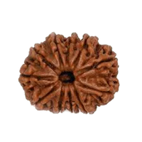 11 Mukhi Rudraksha Java - Harness Ekadasha Rudra's Power | Brahmatells by Brahmatells
