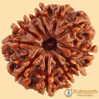 11 Mukhi Rudraksha Java - Harness Ekadasha Rudra's Power | Brahmatells by Brahmatells