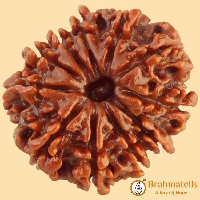 11 Mukhi Rudraksha Java - Harness Ekadasha Rudra's Power | Brahmatells by Brahmatells