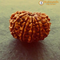 11 Mukhi Rudraksha Java - Harness Ekadasha Rudra's Power | Brahmatells by Brahmatells