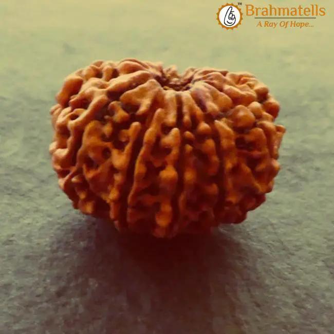 11 Mukhi Rudraksha Java - Harness Ekadasha Rudra's Power | Brahmatells by Brahmatells