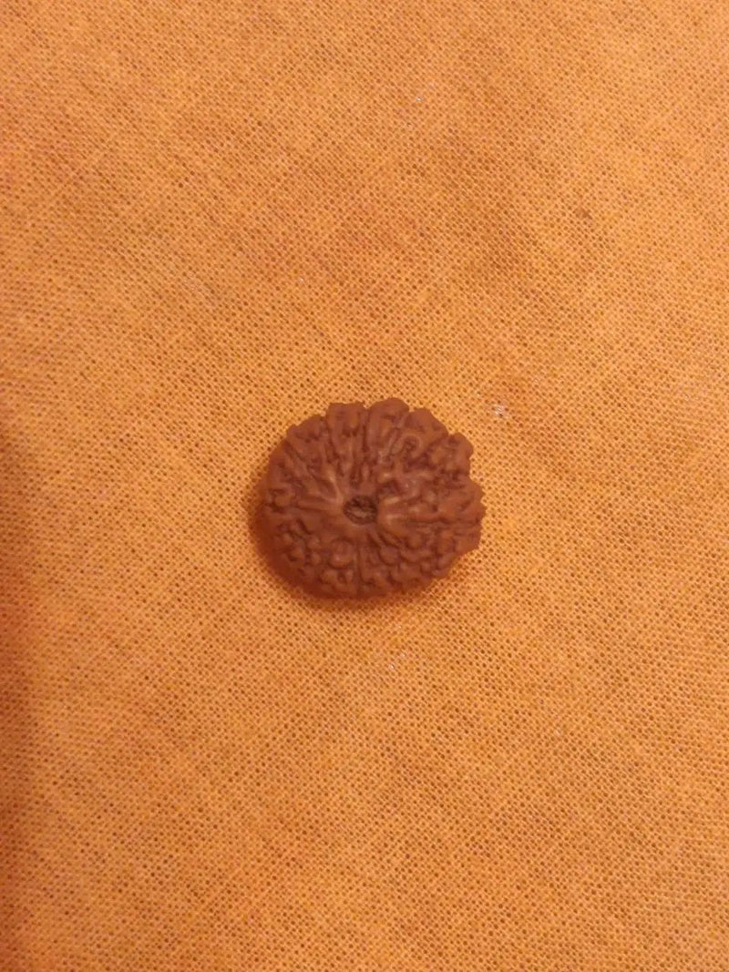 11 Mukhi Rudraksha Java - Harness Ekadasha Rudra's Power | Brahmatells by Brahmatells