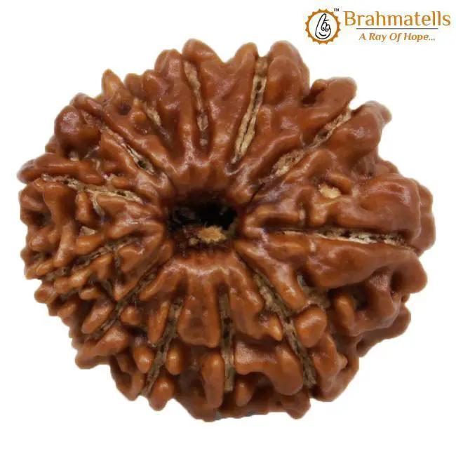 12 Mukhi Rudraksh Java - Leadership & Radiance Unleashed | Brahmatells by Brahmatells