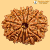 12 Mukhi Rudraksh Java - Leadership & Radiance Unleashed | Brahmatells by Brahmatells