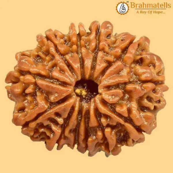 12 Mukhi Rudraksh Java - Leadership & Radiance Unleashed | Brahmatells by Brahmatells