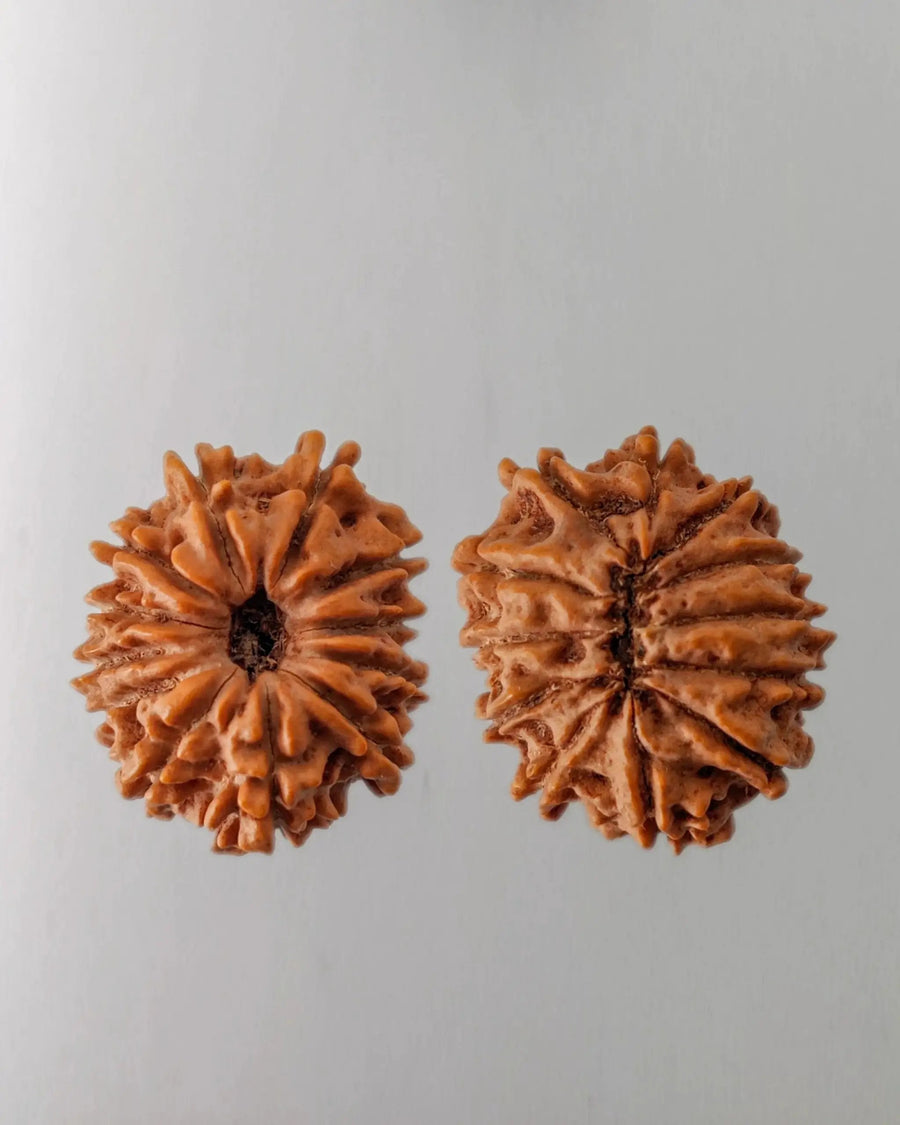 12 Mukhi Rudraksha Bead - Harness Sun's Energy for Leadership | Brahmatells by Brahmatells