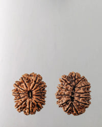 12 Mukhi Rudraksha Bead - Harness Sun's Energy for Leadership | Brahmatells by Brahmatells