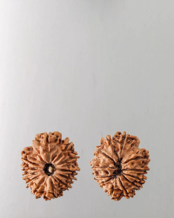 12 Mukhi Rudraksha Bead - Harness Sun's Energy for Leadership | Brahmatells by Brahmatells