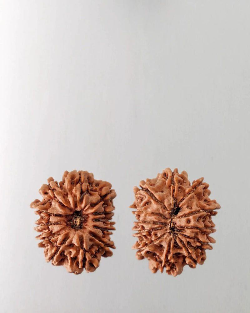 12 Mukhi Rudraksha Bead - Harness Sun's Energy for Leadership | Brahmatells by Brahmatells
