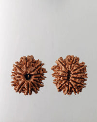 12 Mukhi Rudraksha Bead - Harness Sun's Energy for Leadership | Brahmatells by Brahmatells