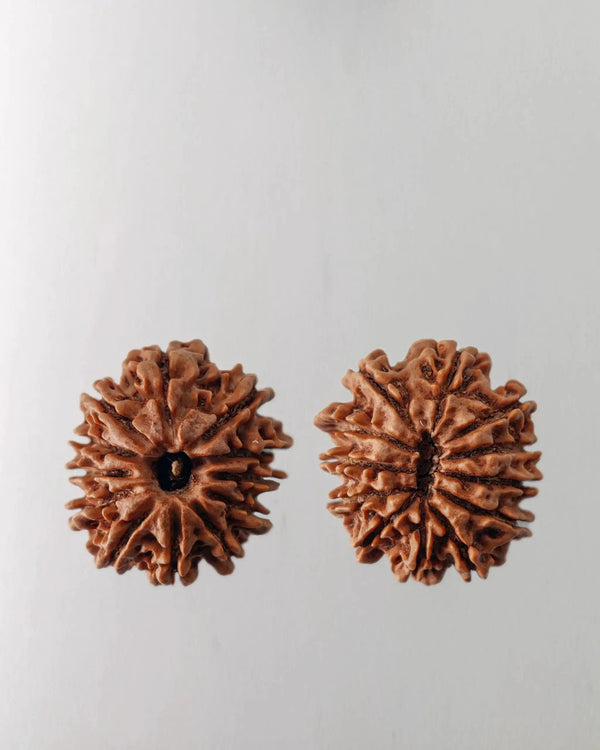 12 Mukhi Rudraksha Bead - Harness Sun's Energy for Leadership | Brahmatells by Brahmatells