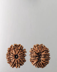 12 Mukhi Rudraksha Bead - Harness Sun's Energy for Leadership | Brahmatells by Brahmatells