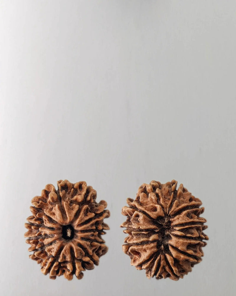 12 Mukhi Rudraksha Bead - Harness Sun's Energy for Leadership | Brahmatells by Brahmatells