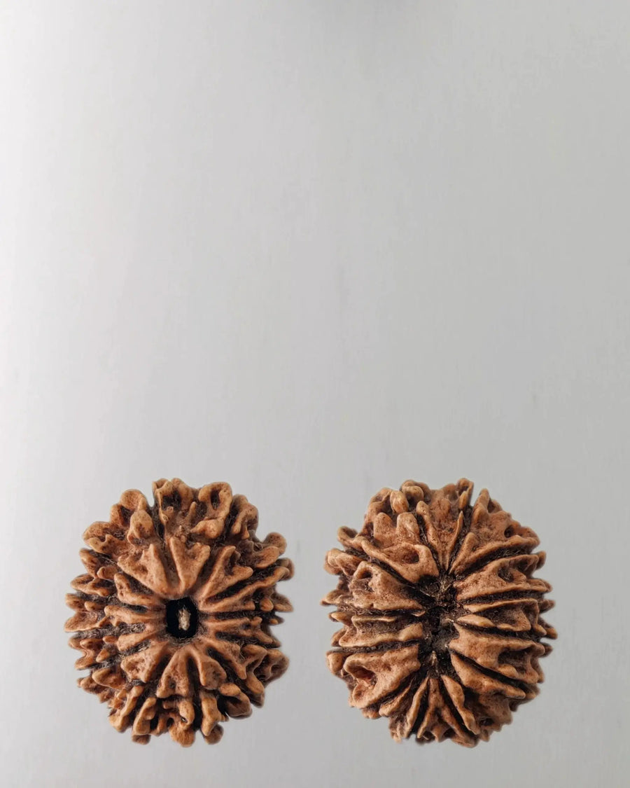 12 Mukhi Rudraksha Bead - Harness Sun's Energy for Leadership | Brahmatells by Brahmatells
