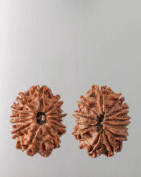 12 Mukhi Rudraksha Bead - Harness Sun's Energy for Leadership | Brahmatells by Brahmatells