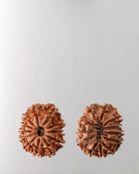 12 Mukhi Rudraksha Bead - Harness Sun's Energy for Leadership | Brahmatells by Brahmatells