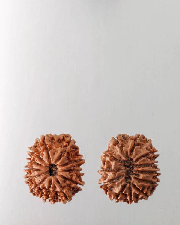 12 Mukhi Rudraksha Bead - Harness Sun's Energy for Leadership | Brahmatells by Brahmatells