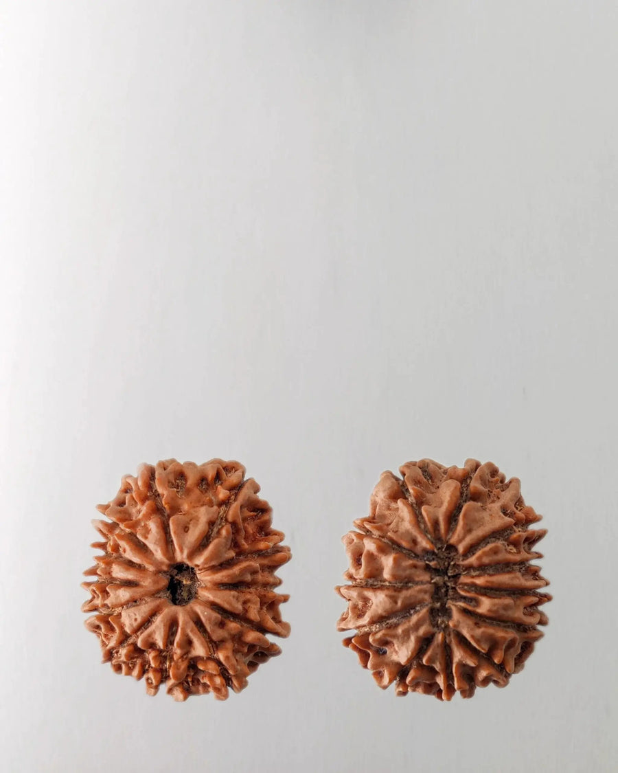 12 Mukhi Rudraksha Bead - Harness Sun's Energy for Leadership | Brahmatells by Brahmatells