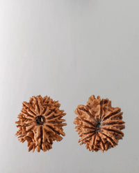 12 Mukhi Rudraksha Bead - Harness Sun's Energy for Leadership | Brahmatells by Brahmatells