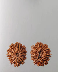 12 Mukhi Rudraksha Bead - Harness Sun's Energy for Leadership | Brahmatells by Brahmatells