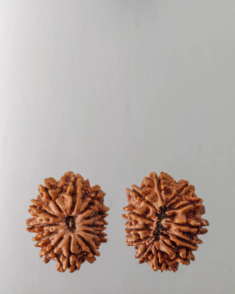 12 Mukhi Rudraksha Bead - Harness Sun's Energy for Leadership | Brahmatells by Brahmatells