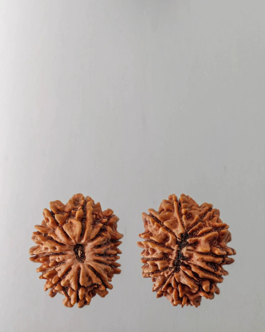 12 Mukhi Rudraksha Bead - Harness Sun's Energy for Leadership | Brahmatells by Brahmatells