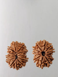 12 Mukhi Rudraksha Bead - Harness Sun's Energy for Leadership | Brahmatells by Brahmatells
