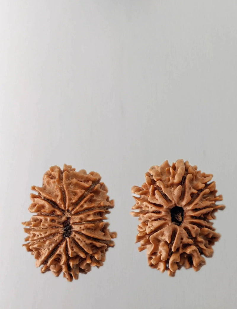12 Mukhi Rudraksha Bead - Harness Sun's Energy for Leadership | Brahmatells by Brahmatells